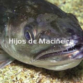 MERLUZA GORDA FRESCA (3-4KG) - Imagen 2