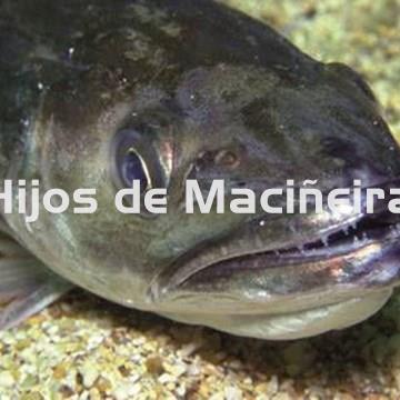 MERLUZA GORDA FRESCA (3-4KG) - Imagen 2