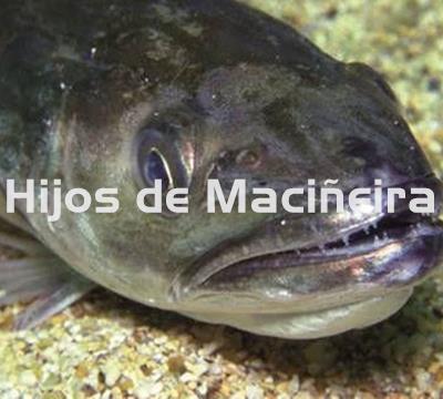 MERLUZA GORDA FRESCA (3-4KG) - Imagen 2