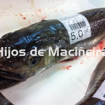 MERLUZA GRANDE FRESCA (4-5KG) - Imagen 1