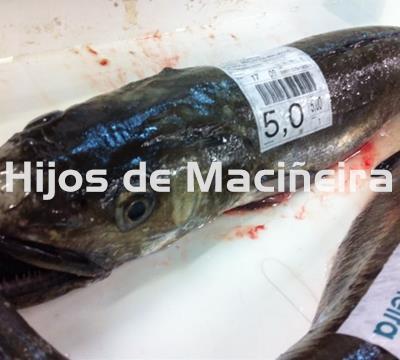 MERLUZA GRANDE FRESCA (4-5KG) - Imagen 1