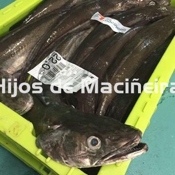 MERLUZA MEDIANA FRESCA (2-3KG) - Imagen 1