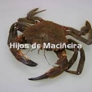 NÉCORA GALLEGA FRESCA - Imagen 1