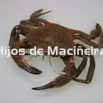 NÉCORA GALLEGA FRESCA - Imagen 1