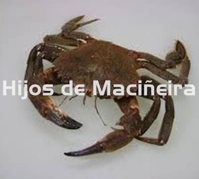 NÉCORA GALLEGA FRESCA - Imagen 1