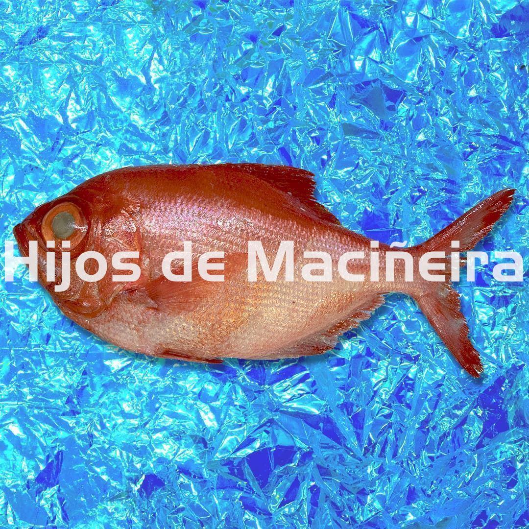 PALOMETA ROJA/VIRREY FRESCO - Imagen 1