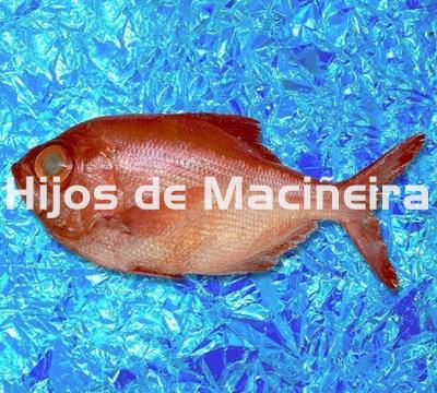 PALOMETA ROJA/VIRREY FRESCO - Imagen 1