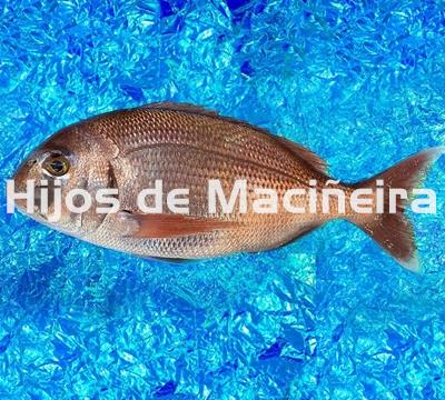 PARGO FRESCO - Imagen 1