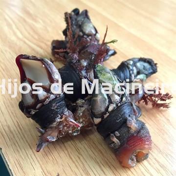 PERCEBE GALLEGO FRESCO - Imagen 1