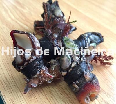 PERCEBE GALLEGO FRESCO - Imagen 1