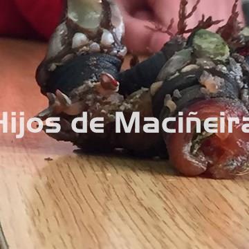 PERCEBE GALLEGO FRESCO - Imagen 2