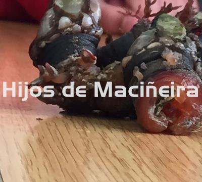PERCEBE GALLEGO FRESCO - Imagen 2