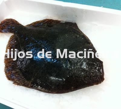 RODABALLO FRESCO - Imagen 1
