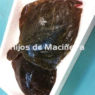 RODABALLO FRESCO - Imagen 2