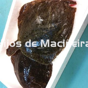 RODABALLO FRESCO - Imagen 2