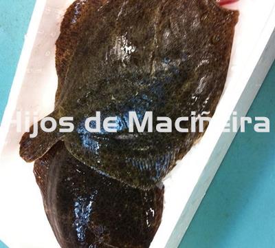 RODABALLO FRESCO - Imagen 2