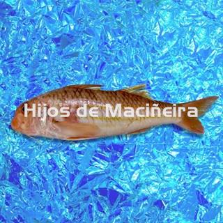 SALMONETE FRESCO - Imagen 1