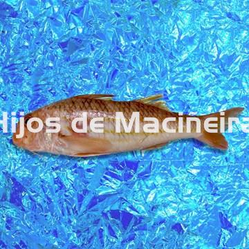 SALMONETE FRESCO - Imagen 1