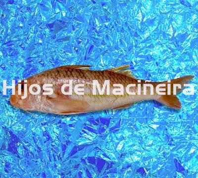 SALMONETE FRESCO - Imagen 1