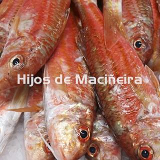 SALMONETE FRESCO - Imagen 2