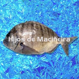 SARGO FRESCO - Imagen 1