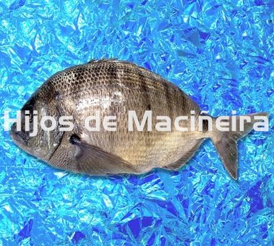 SARGO FRESCO - Imagen 1